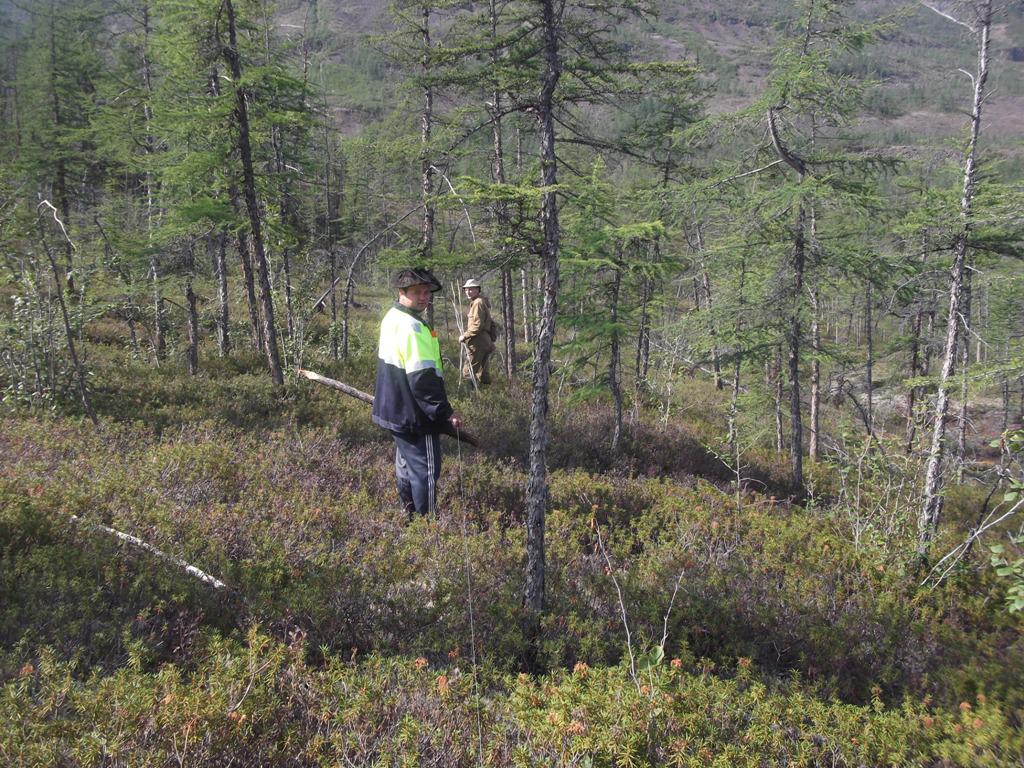 Профиль: «Государственное управление лесами»